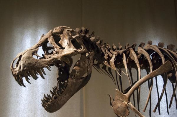 دایناسورها خونگرم بودند یا خونسرد؟ سرنخ ها در آنالیز تنفس و استخوان هایشان نهفته است